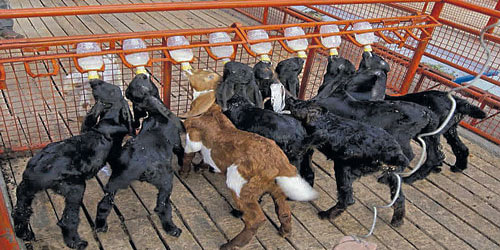 Goats Farming For Self Sufficiency Frequently Asked Questions