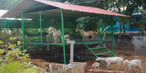 Making A Goat Habitat Frequently Asked Questions
