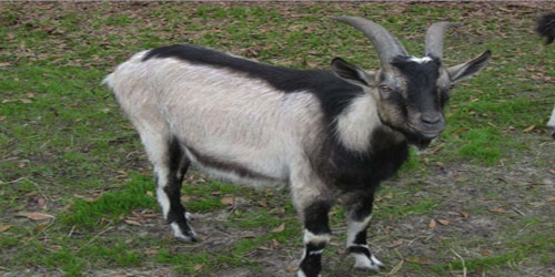 Raising Alpine Goats Frequently Asked Questions