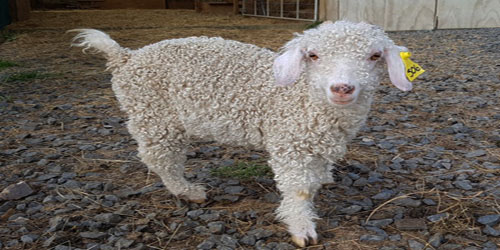 Raising Angora Goats Frequently Asked Questions