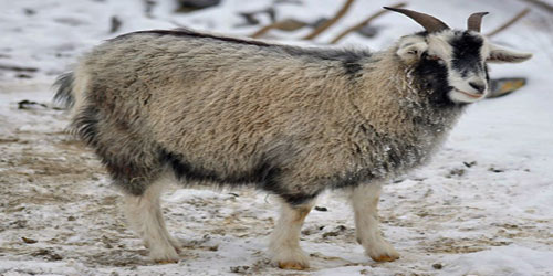 Raising Cashmere Goats Frequently Asked Questions