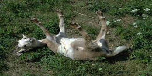 Raising A Fainting Goat Frequently Asked Questions