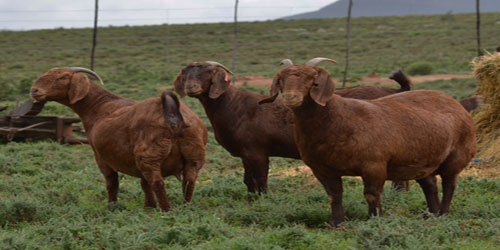 Raising Kalahari Red Goats Frequently Asked Questions