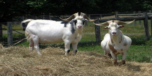 Raising Kiko Goats Frequently Asked Questions