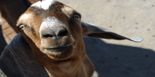 Raising Nubian Goats Frequently Asked Questions