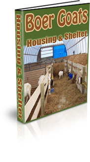 African Boer Goat Farming