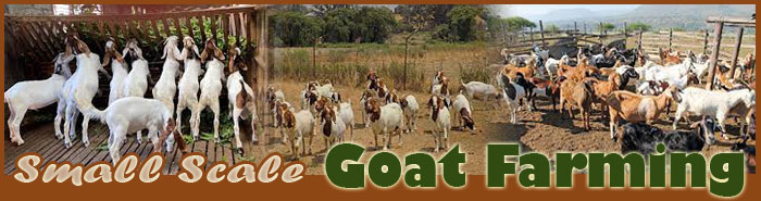 Small Scale Goat Farming