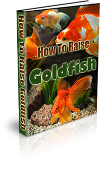 Picture of How To Make A Goldfish Habitat | Best Goldfish Tank Setup | How To ...