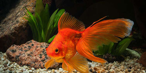 Making A Goldfish Habitat Frequently Asked Questions
