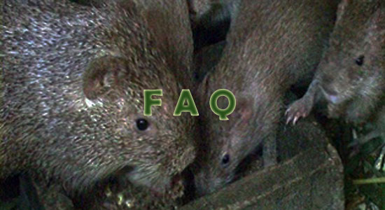 Raising Grasscutters Frequently Asked Questions