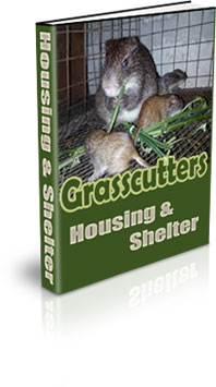 Grasscutter Farming In Cages