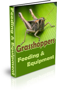 How To Raise Grasshoppers For Food