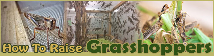 Grasshopper Farming for Self Sufficiency
