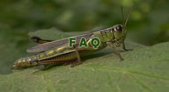 Raising Grasshoppers Frequently Asked Questions