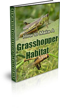 The How To Make A Grasshopper Habitat eBook
