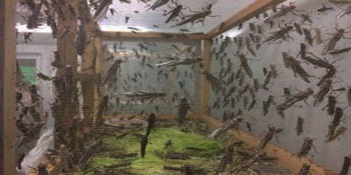 Small Scale Grasshopper Farming Frequently Asked Questions