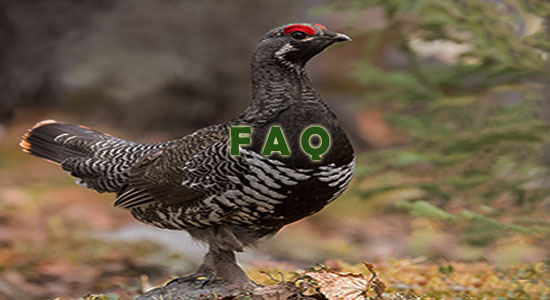 Raising Grouse Frequently Asked Questions