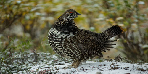 Grouse Farming For Self Sufficiency Frequently Asked Questions