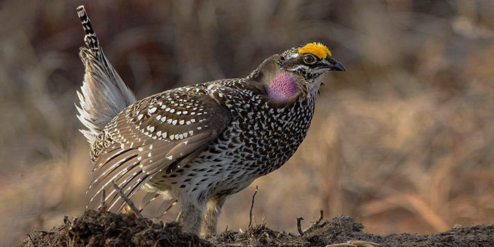 Making A Grouse Habitat Frequently Asked Questions
