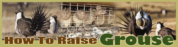 how to raise phesants FAQ