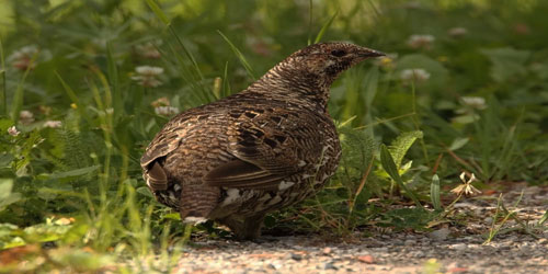 Small Scale Grouse Farming Frequently Asked Questions