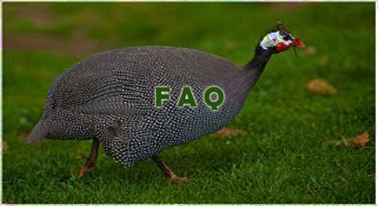Raising Guinea Fowl Frequently Asked Questions