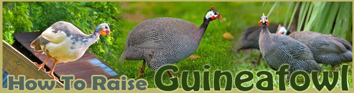 How To Raise Guinea Fowl