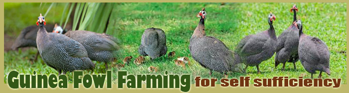 Guinea Fowl Farming For Self Sufficiency