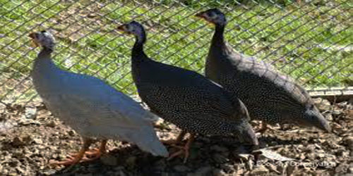 Making A Guinea Fowl Habitat Frequently Asked Questions