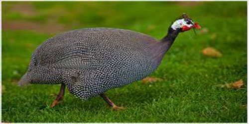 Small Scale Guinea Fowl Farming Frequently Asked Questions