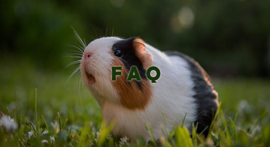 Raising Guinea Pigs Frequently Asked Questions