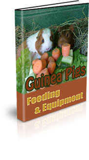 Guinea Pig Farming For Food