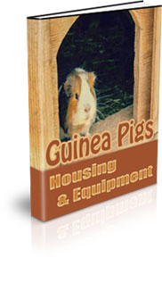 Guinea Pig Farming Pdf