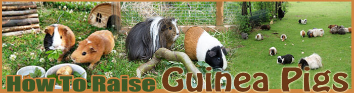 how to raise guinea pigs FAQ