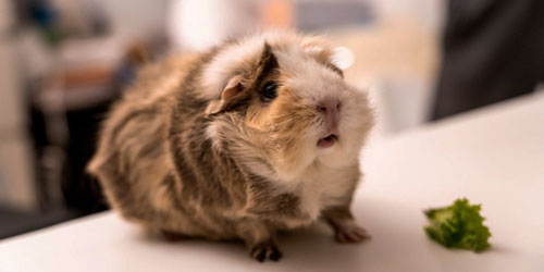 Guinea Pig Farming For Self Sufficiency Frequently Asked Questions