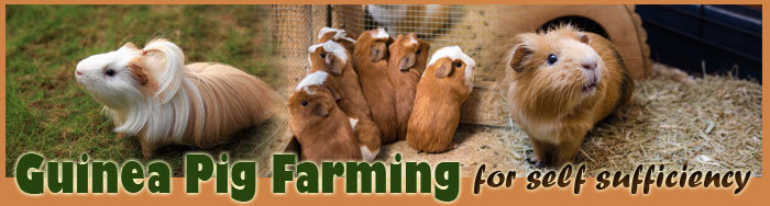 Guinea Pig Farming For Self Sufficiency