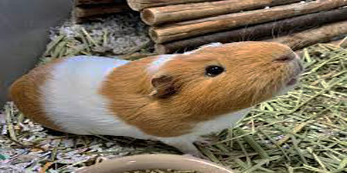 Making A Guinea Pig Habitat Frequently Asked Questions