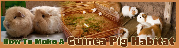 How To Make A Guinea Pig Habitat