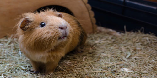 Small Scale Guinea Pig Farming Frequently Asked Questions