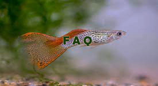 Raising Guppy Fish Frequently Asked Questions