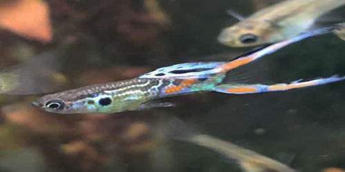 Guppy Fish Farming For Self Sufficiency Frequently Asked Questions