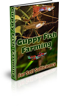 The Guppy Fish Farming For Self Sufficiency eBook