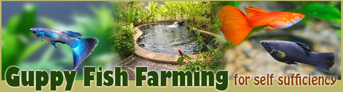 Guppy Fish Farming For Self Sufficiency