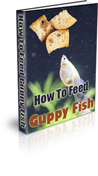 How To Grow Guppy Fish