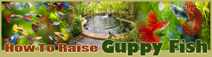 how to raise rainbow trout FAQ