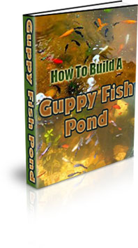 Guppy Fish Farming At Home