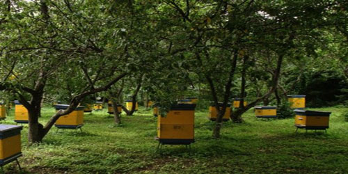 Honey Bee Farming For Self Sufficiency Frequently Asked Questions