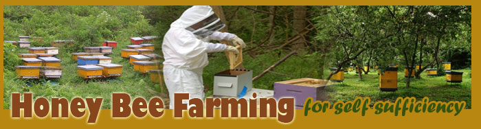 how to raise honey bees FAQ