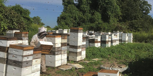 Making A Honey Bee Habitat Frequently Asked Questions