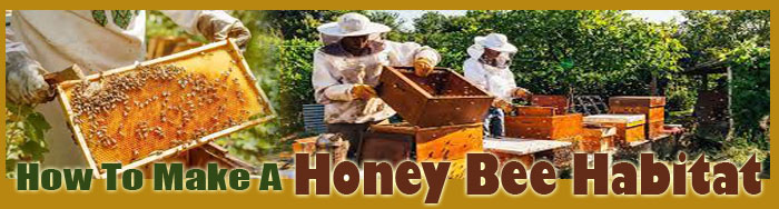 how to raise honey bees FAQ